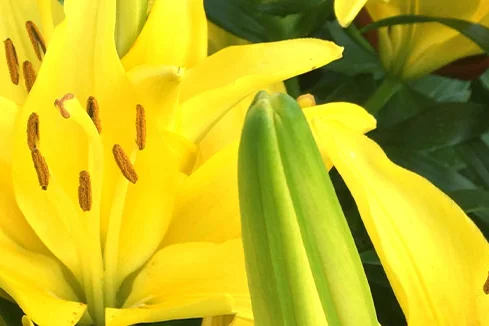 Nahaufnahme gelber Lilienblüten